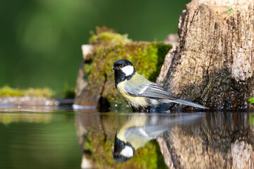Great Tit, Parus major