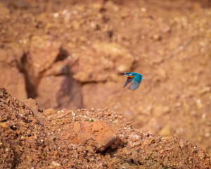 A bright and beautiful Common Kingfisher in flight