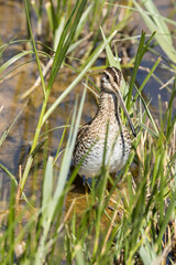 Common snipe (Gallinago gallinago), in alert position over the pond