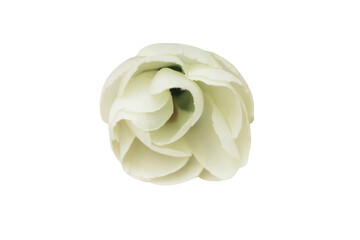 Obraz premium Delicate Rose Alligator Clip - Off-White.png