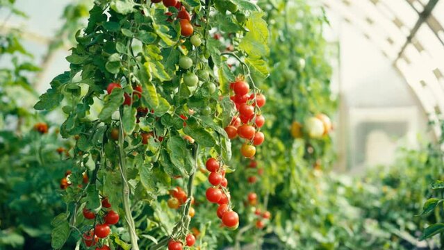Organic Cherry Tomatoes With Ripe Fruits In The Greenhouse. - close up