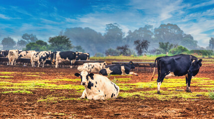 livestock, milk cows at the farm outdoors on the meadow free range feeding