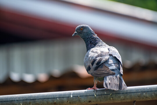 Pigeons on the roof, pigeons are a problem for residents by creating dirt and germs from their droppings. copy space