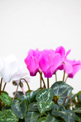 ピンクと白のシクラメンの花、鉢植えのシクラメン、白背景にシクラメンの花のクローズアップ