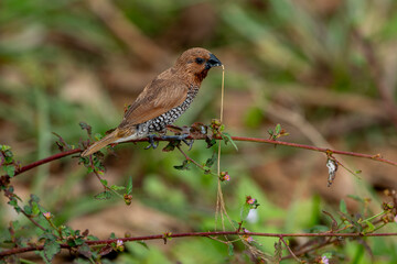 The scaly-breasted munia or spotted munia, known in the pet trade as the nutmeg mannequin or spice finch, is a sparrow-sized estrildid finch native to tropical Asia.