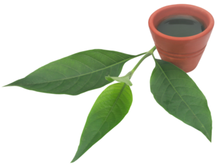Ayurvedic Vasica leaves with extract
