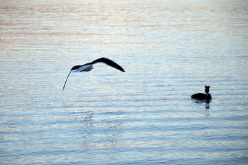 The Pūteketeke, a rare crested grebe, at Lake Wakatipu in Queenstown, New Zealand