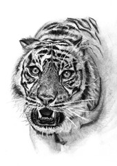 Ritratto di tigre a mano libera, grafite su sfondo bianco