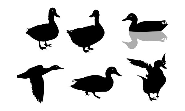 Duck silhouettes set