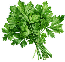 Parsley