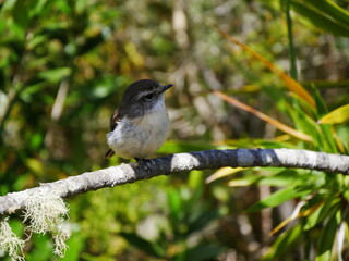 Tec Tec bird on a branch, saxicola tectes. Endemic passerine bird on Reunion island