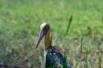 The lesser adjutant is a large wading bird in the stork family Ciconiidae. Like other members of its genus, it has a bare neck and head.