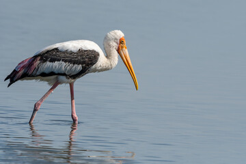 The yellow-billed stork is a large bird species from the stork family. They occur in Africa, south to the Sahara Desert, and in Madagascar. They are a medium sized stork. © mylasa
