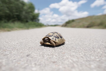 Turtle on the concrete floor. Wide angle perspective. Reptilia. Animal. Slow moton. Blurry,blue sky as background. Testudines. Wildlife protection,concept.