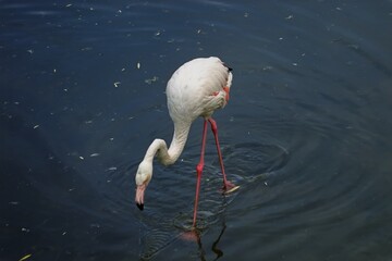 Portrait of a flamingo on a water surface.