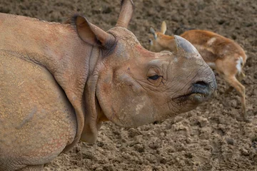 Foto op Aluminium The Indian rhino is the largest rhino species living in Asia. The Indian rhinoceros used to live in a very large area around the Himalayan Mountains. © Samet