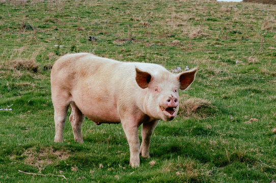 Piggy