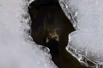 Frog emerges from frozen lake