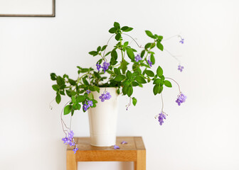 Beautiful hanging plant of false African violet flower in a high white flowerpot in a bright living room. Houseplants for healthy indoor climate and interior design. (Streptocarpus saxorum) 