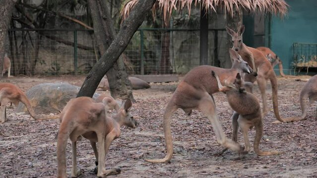 Two kangaroos stand upright and spar by grappling in an outdoor animal enclosure while other kangaroos rest and graze nearby, showing social and dominance behavior.