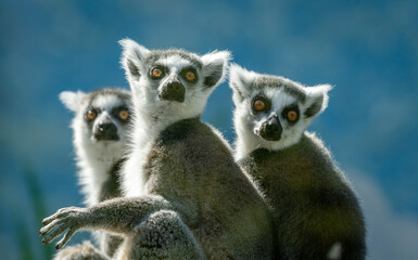 Three lemurs.,looking at camera. Yellow eyes.Contact eye. Green Blurry background. Wet nosed animals.	Lemuriformes.