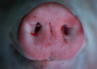 Macro shot of the pig's nose. Pinky color. White background. Detail.  Animal body part, exposed at the butcher shop.