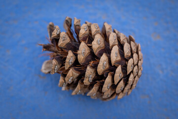 Pine cone, on the blue concrete floor. Detail, Fallen on the ground. Season.Strobili. Conifer clade.  Pinophyta. Botany.