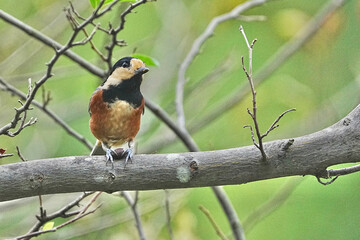 varied tit on a japanese snowball tree