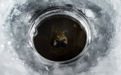 Frog emerges from frozen lake