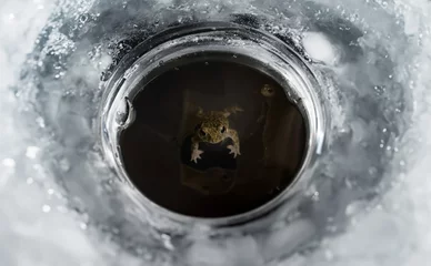 Abwaschbare Fototapete Frog emerges from frozen lake © Grey Zone