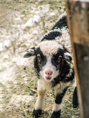 Black and white baby sheep lamb portrait during winter