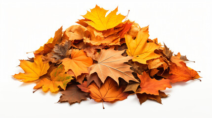 Pile of autumn leaves isolated on white background