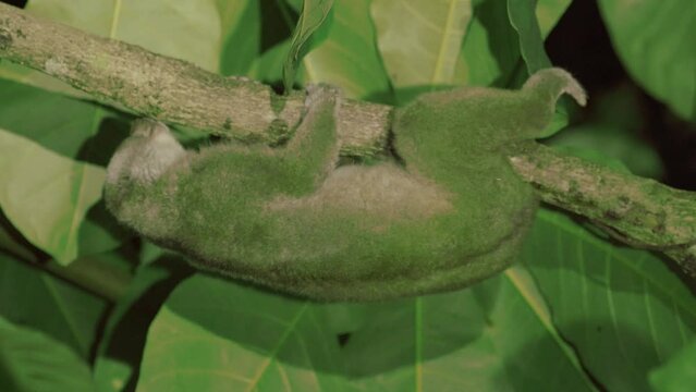  Nycticebus coucang or Sumatran slow lorise, moves slowly between tree branches at night.