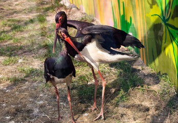 Black Stork.
It is a large bird, an endangered species. It has black plumage with green and red tints. The beak, legs, throat, and eye spot are red.The average height of a black stork is 1 meter with - 676270321