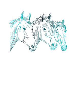 Handgezeichneter Pferdekopf von der Seite