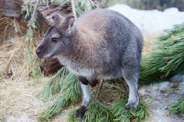 Kangaroo.
Kangaroos are a family of marsupial mammals. Common in Australia. Twilight animals, very careful. - 676270902
