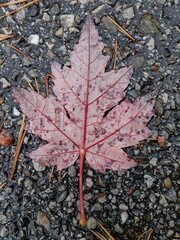 Autumn leaf on the ground during rain