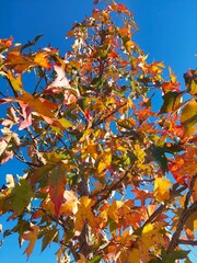 Autumn leaves against blue sky