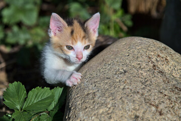 Kitten. Mały kotek. © Mateusz