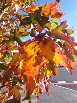 Backlit autumn leaves on a tree