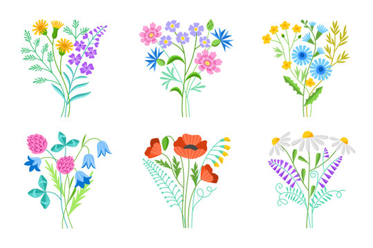 Beautiful field bouquets. Wild meadow flowers compositions, decorative blooming plants, daisies, bluebells, clover, cornflowers, vector set