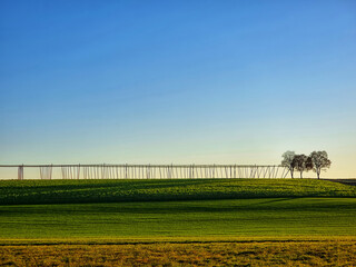 Hopfenfeld im friedvollem Sonnenuntegang (Hallertau)