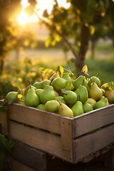 Green pears harvested in a wooden box in an orchard with sunset. Natural organic fruit abundance. Agriculture, healthy and natural food concept. Vertical composition.