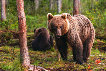 Fototapeta premium brown bear in the forest