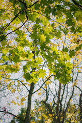 autumn leaves in the forest. autumn leaves on a tree