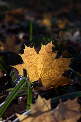 autumn leaves on the ground. autumn leaves in the forest