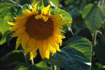 Small sunflower in sunlight. A large flower with yellow elongated petals and seeds in the middle of a wide round flower grew on the ground. It has a long green stem with wide leaves.