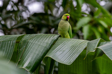  the Rose-ringed Parakeet (Psittacula krameri), also known as the Ring-necked Parakeet, is a...