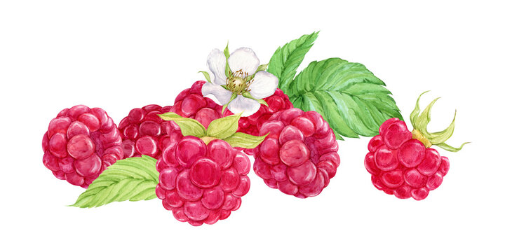 There is a composition of ripe raspberries on the table. Watercolor illustration on a transparent background. Ripe berries fell from the branch, harvest on the farm. Clipart for yogurt, tea, dessert.
