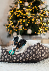 Jack Russell Terrier lies on a bed and nibbles on a toy under a holiday tree with wrapped gift boxes and holiday lights. Festive background, close-up